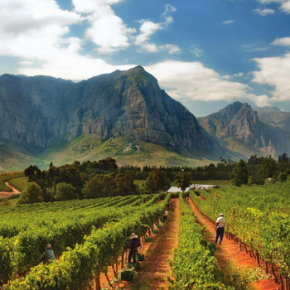Are White Blends SA’s Best Wines?